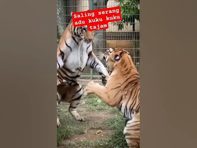 Video thumbnail for uji nyali di kandang macan