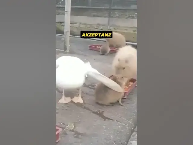 Video thumbnail for Der Stoiker und der Opportunist – eine tierische Lektion! 🦤🐾