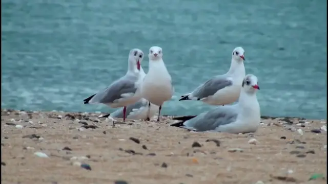 Video thumbnail for Seagull bird