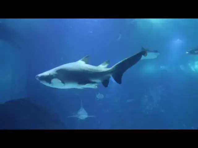 Video thumbnail for UNDERWATER Nature & Marine Life