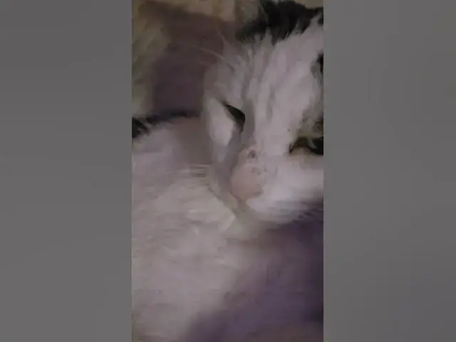 Video thumbnail for He's a very relaxed cat and also a good boy