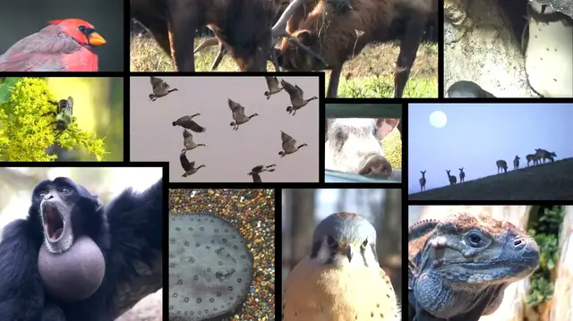 Video thumbnail for A genome study upends assumptions about viral spread