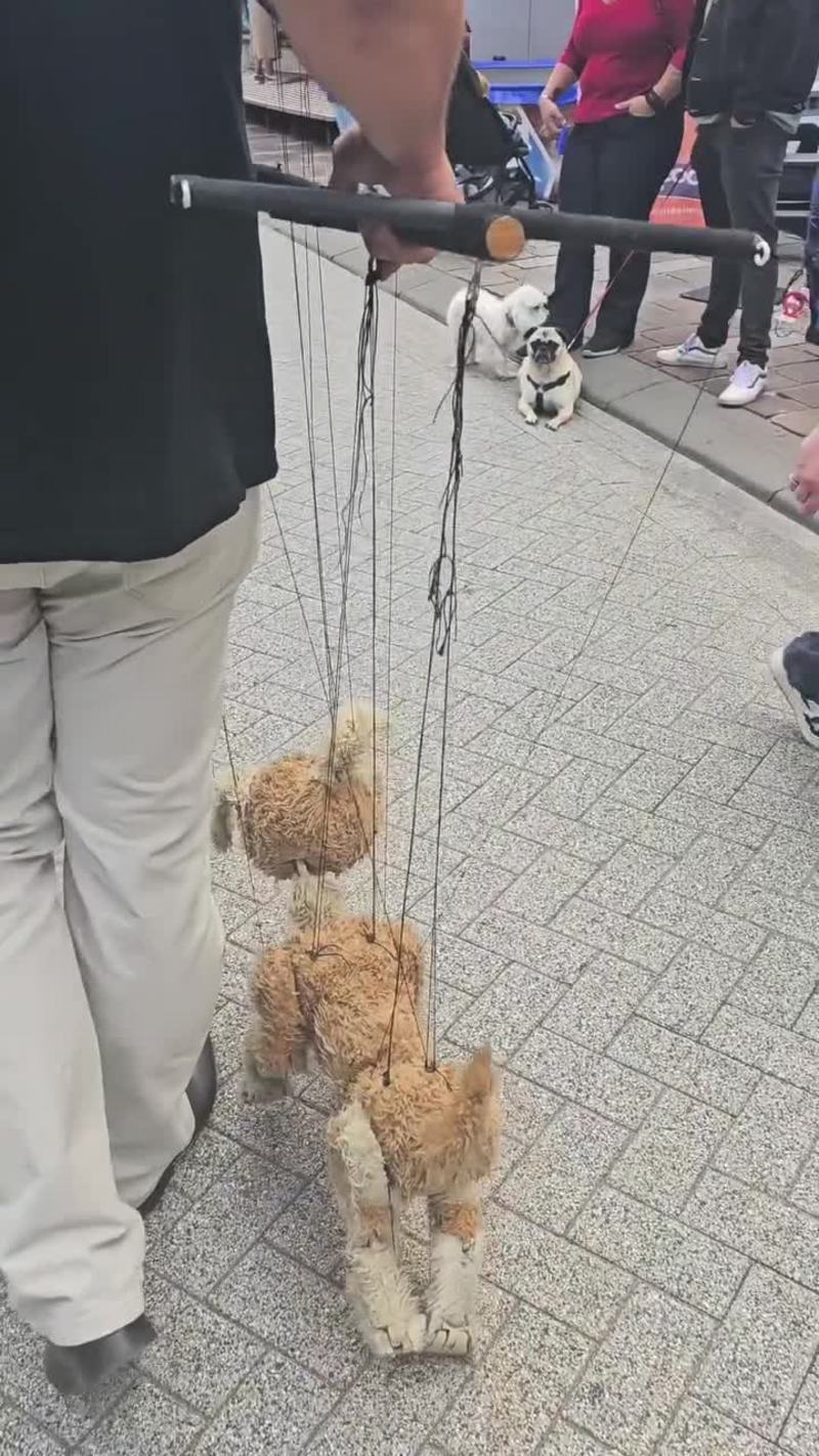 Video thumbnail for Puppet Dog Meets Curious Pug at Belgian Street Festival