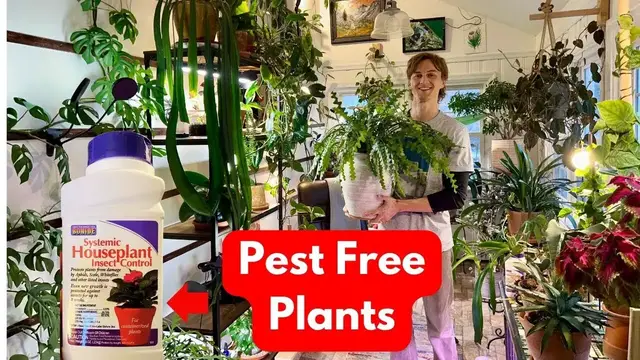 Video thumbnail for Systemic Pesticide for Houseplant - How to Use to Prevent Bugs & Insects - Bonide