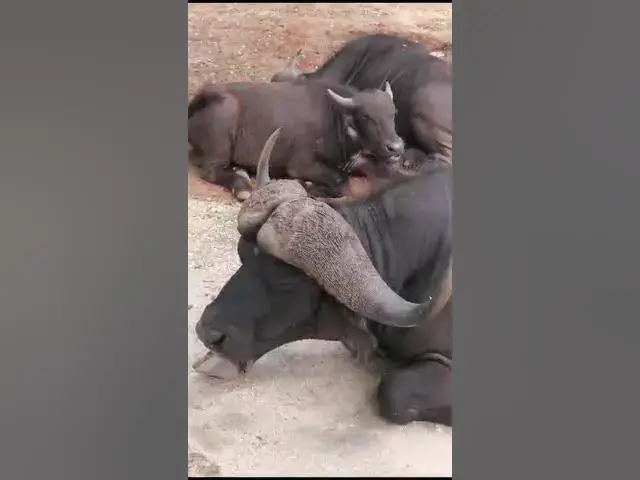 Video thumbnail for African baff....🐃🐃🐃