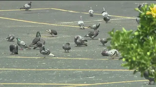 Video thumbnail for LI town proposing fines for feeding pigeons