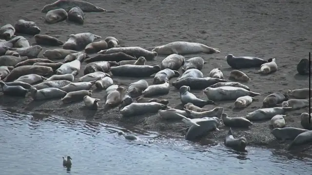 Video thumbnail for Pinniped Species: Exploring the Enchanting Lives of Pinnipeds