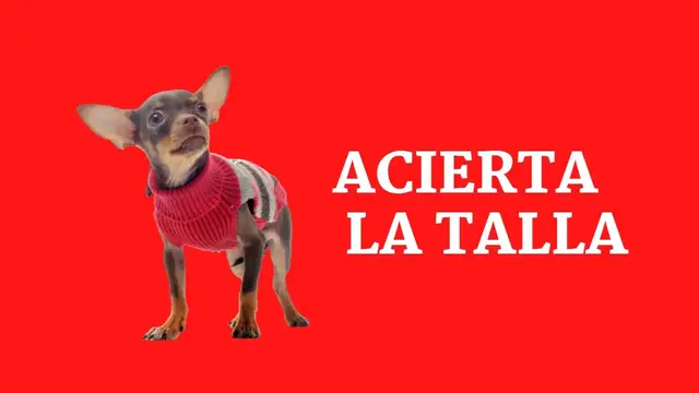 Video thumbnail for Cómo tomar medidas y acertar SIEMPRE con la talla de tu perro 🐕🐕