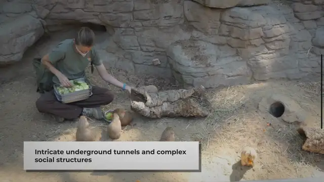 Video thumbnail for Are Prairie Dogs Omnivores or Herbivores?