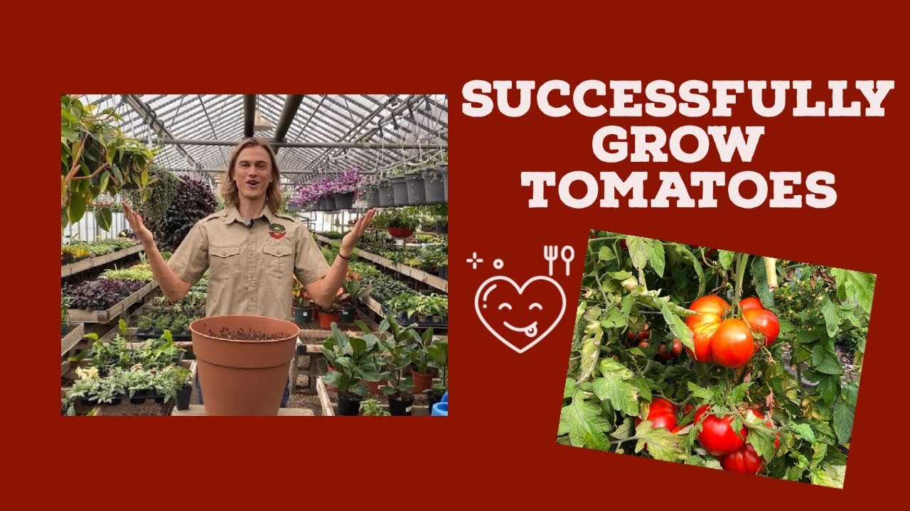 Video thumbnail for Complete Guide to Growing Tomatoes for High Yield, Part 1 #homegrown #tomato