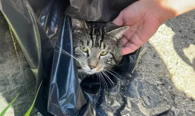 Video thumbnail for Cat abandoned in crate overnight in Seymour; animal control seeks public's help