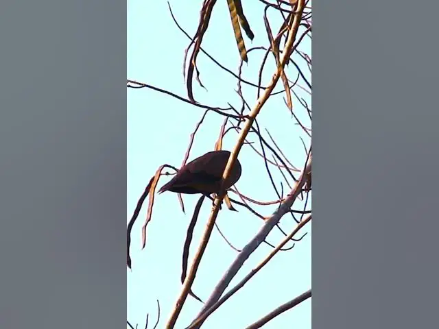 Video thumbnail for Male Dove Bird  #dovebird #smallbird #birds #bird #shortdove #nestdove #babiesdove