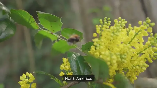 Video thumbnail for Mahonia Nervosa