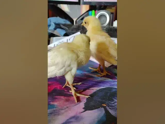 Video thumbnail for Gold Chamois Appenzeller Spitzhauben Chick Day 12 #Shorts 2023
