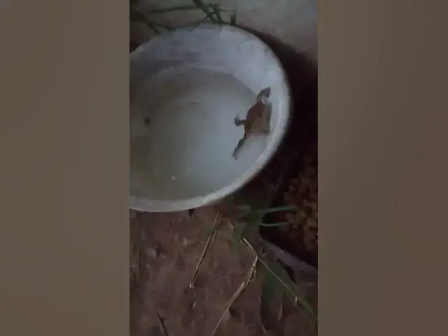 Video thumbnail for Saving A Frog #Shorts