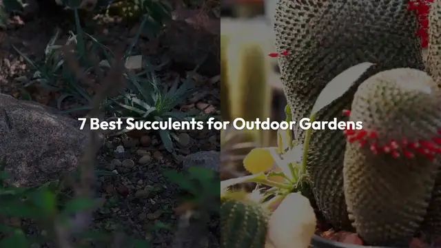 Video thumbnail for Best Succulents for Outdoor Gardens