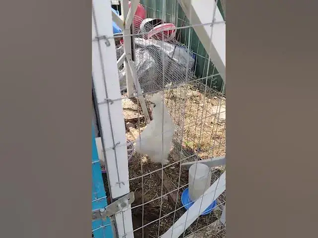 Video thumbnail for Woops, Not A Girl Silkie Cockerel #Shorts