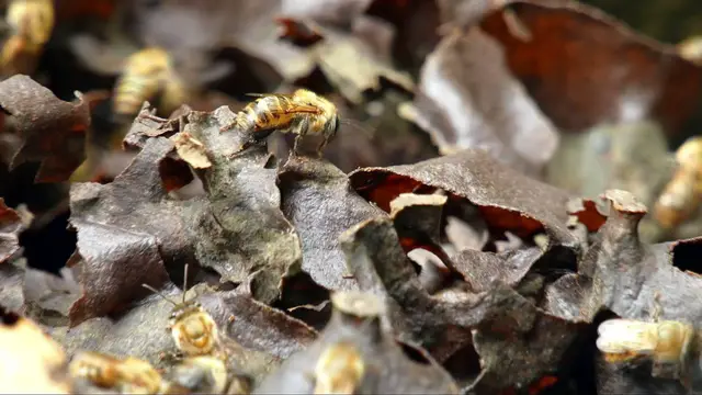 Video thumbnail for Stingless bees offer hope for Amazon rainforest restoration in Peru