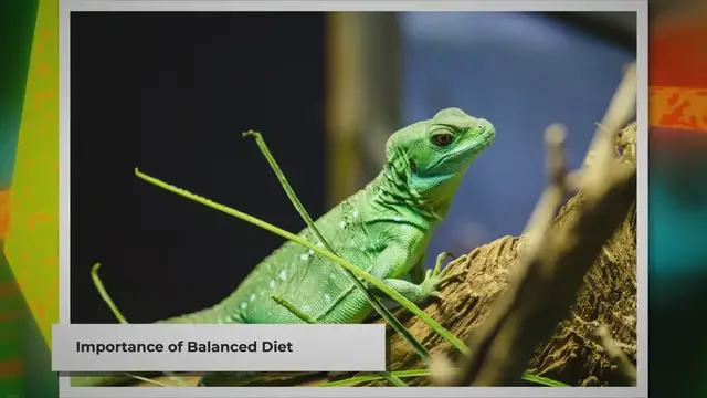 Video thumbnail for Feeding Your Pet Lizard: A Quick Guide