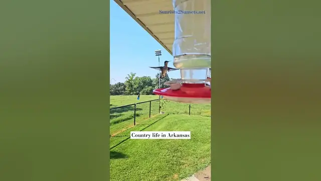 'Video thumbnail for Hummingbird in slow motion. Arkansas Country Life.'