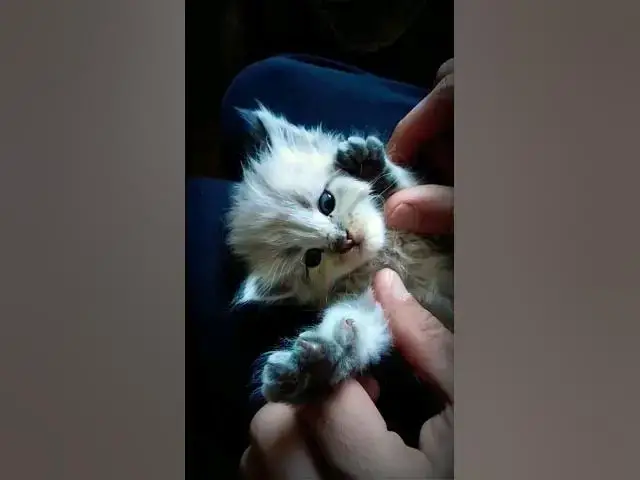 'Video thumbnail for Cute Kitten || Cat Lovers #ytshorts #shortsvideo #shortsviral'