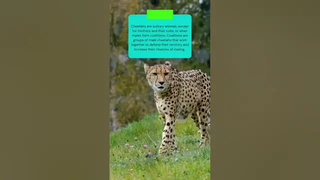 Video thumbnail for Do cheetahs live in a group or enjoy lone time #shorts