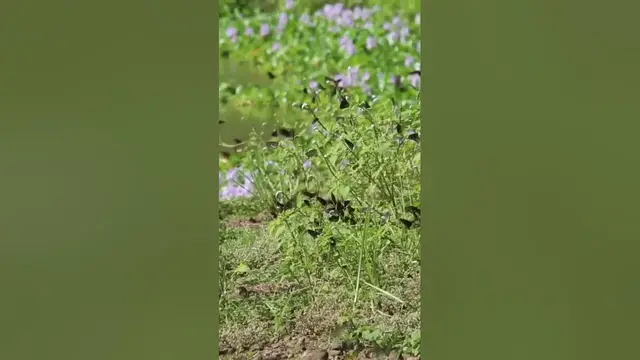 Video thumbnail for Butterflies #shorts