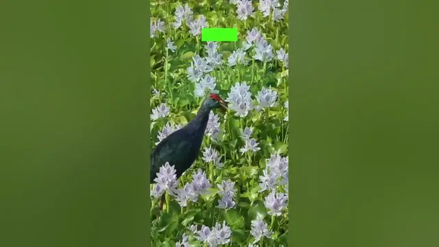 Video thumbnail for This is what is means BIOTIC in ECOLOGY #shorts