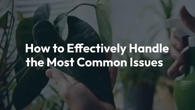 Video thumbnail for How to Deal with Spider Plant Pests