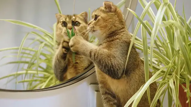 Video thumbnail for Zanzibar Gem Care Tips