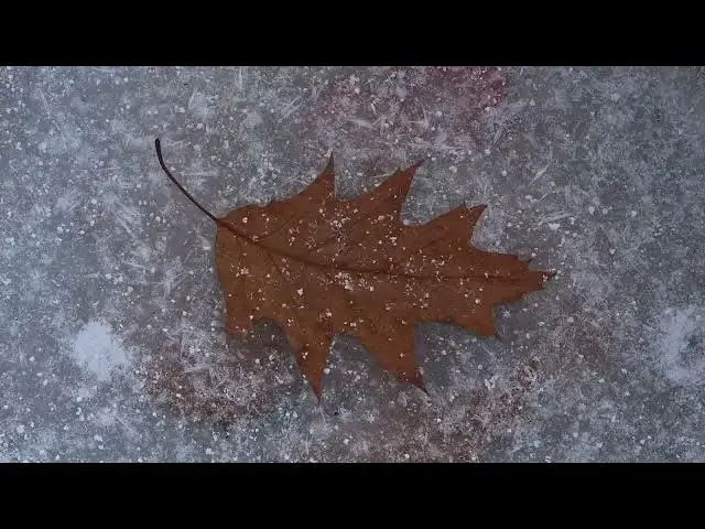 Video thumbnail for AUTUMN