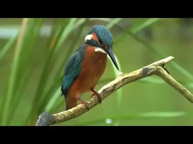 Video thumbnail for Common Kingfisher