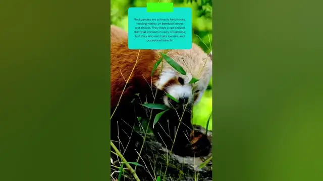 Video thumbnail for This is what red pandas eat #shorts