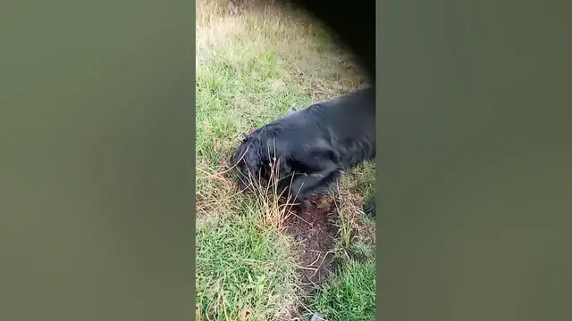 Video thumbnail for Spaniel gardening #puppy #dog