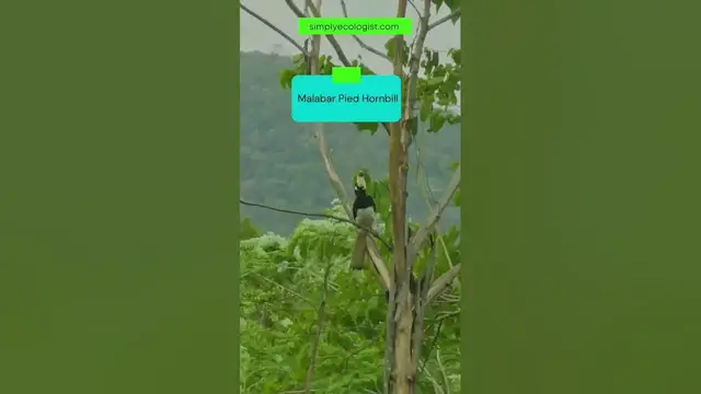 Video thumbnail for Sighting of a Malabar Pied Hornbill #shorts