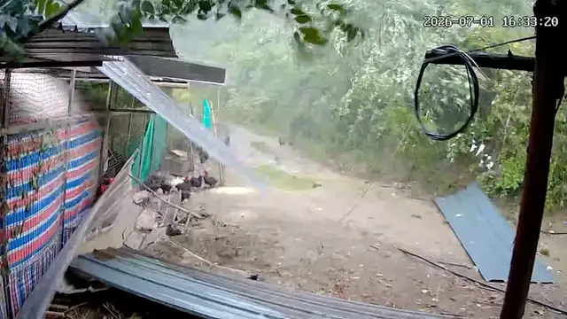 Video thumbnail for China: Strong winds peel away metal roof at Chinese chicken farm.