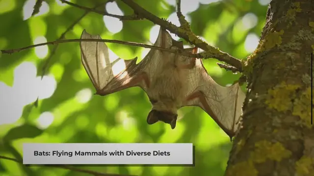 Video thumbnail for Do Bats Eat Spiders? - An Informative Insight