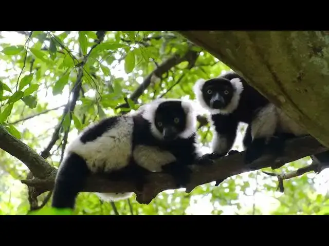 Video thumbnail for Incredible Life of Jungle