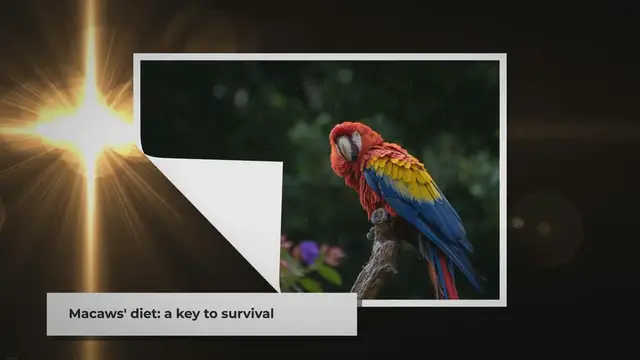 Video thumbnail for What do Macaws Eat in Their Natural Habitat? A Colorful Feast