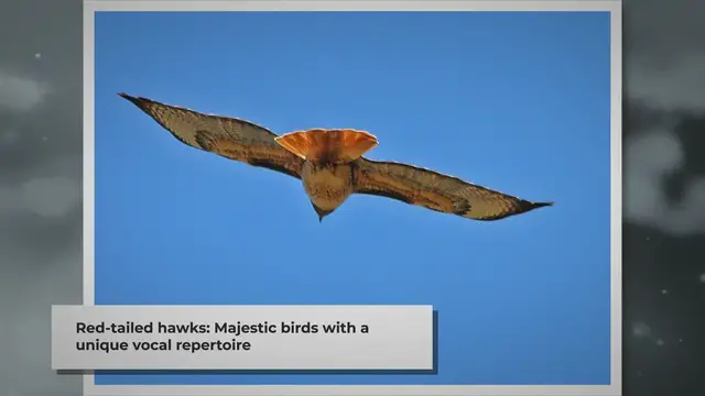 Video thumbnail for The Enchanting Calls of Red-Tailed Hawks: What Red-Tailed Hawks Sound Like