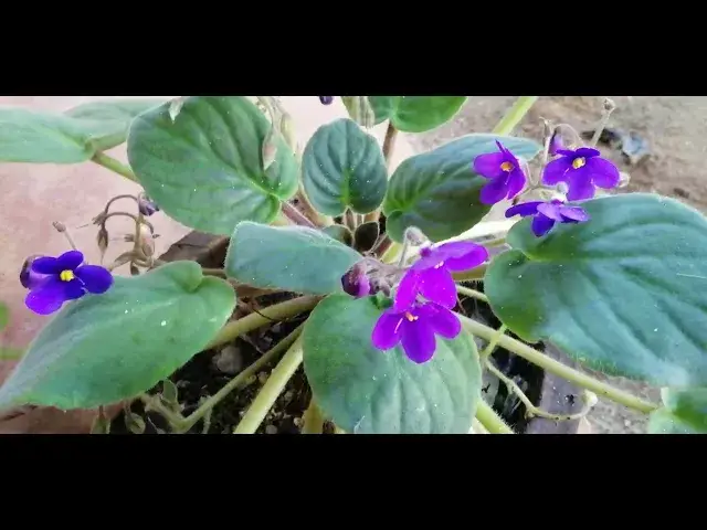 'Video thumbnail for Violet Flower'