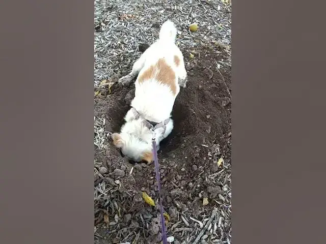 Video thumbnail for Cola Bear Trying To Dig To China Cute Dogs #Shorts