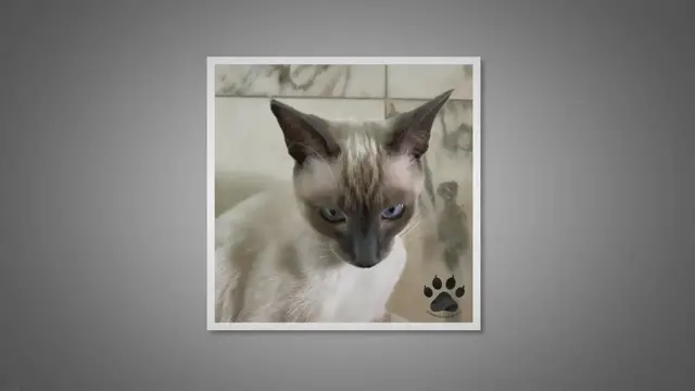 Video thumbnail for Why Are Siamese Cats So Crazy?