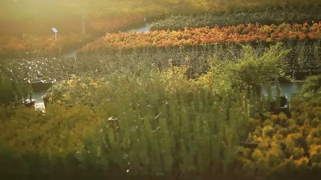 Video thumbnail for Best Shrubs for Small Gardens