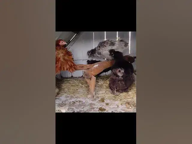 Video thumbnail for Silkie Chicken Video Check in With The Babies #Shorts