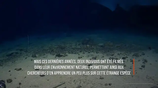 Video thumbnail for Le requin «le plus laid du monde» filmé pour la première fois dans son milieu naturel.
