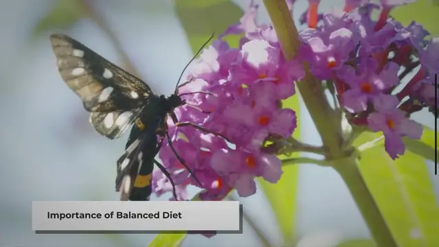 Video thumbnail for Feeding Your Pet Moth: A Quick Guide