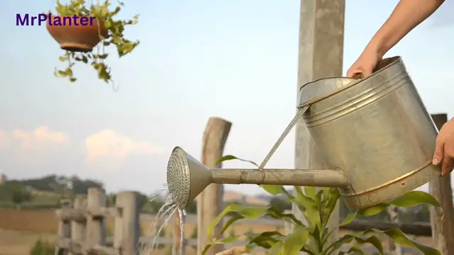 Video thumbnail for Taking Care of Plants | MrPlanter