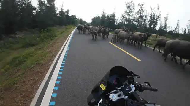 Video thumbnail for Water Buffaloes Block Road and Chase Motorcyclist in Hainan