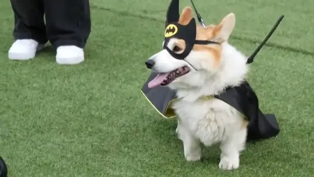 'Video thumbnail for More than 100 teams compete in Lithuania's international Corgi race'